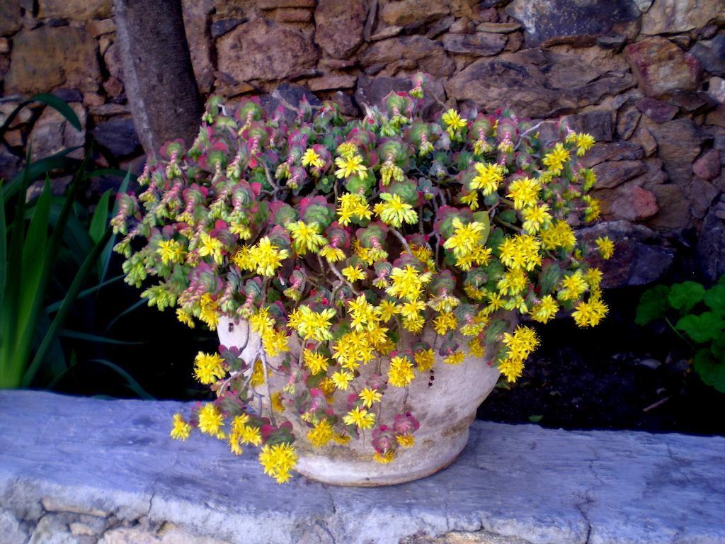 Catorce Casa Curtos 아파트 객실 사진